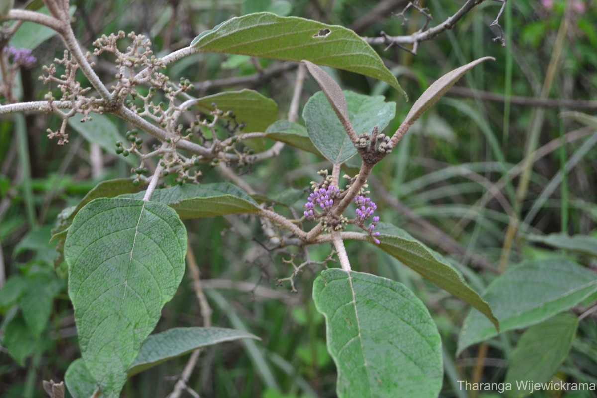 Callicarpa tomentosa (L.) L.